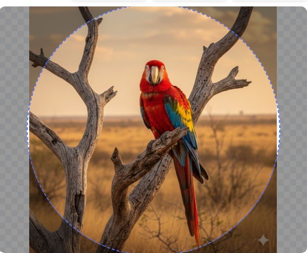 Screenshot of upload area showing drag and drop image options.