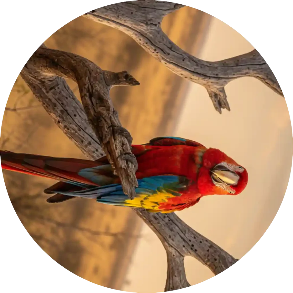 Download buttons showing PNG, JPEG, and WebP format options.