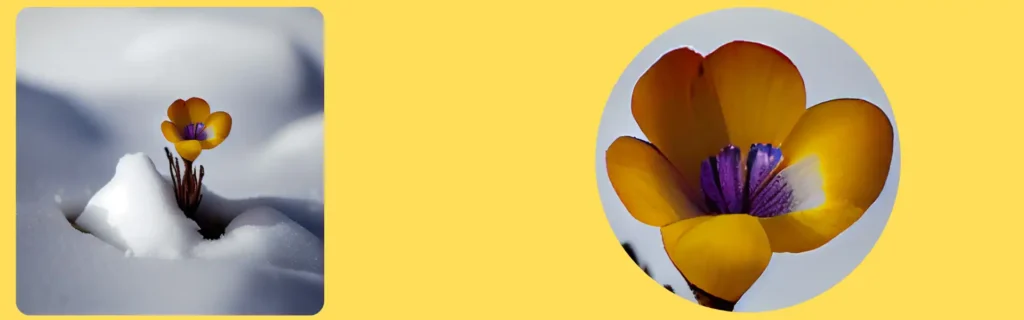 How to Circle Crop Image for a Profile Picture