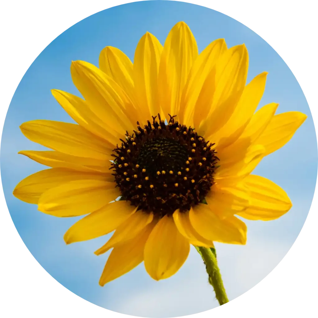 Sunflower photo cropped into a perfect circle with a transparent background.