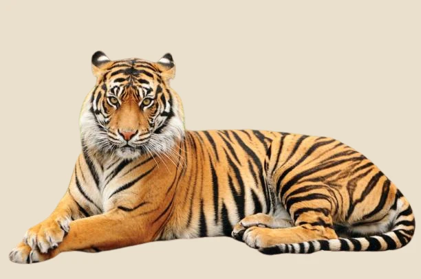 Remove background from image online free no sign up